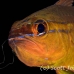 cardinalfish_goldbelly_bhr_tam_h_0238_bal6065.jpg